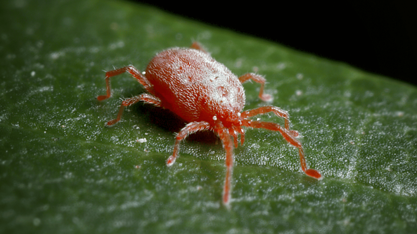 How To Identify and Get Rid Of Spider Mites