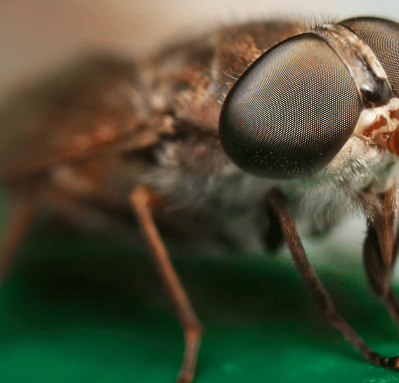 How to Get Rid of Flies and Prevent a Fly Infestation