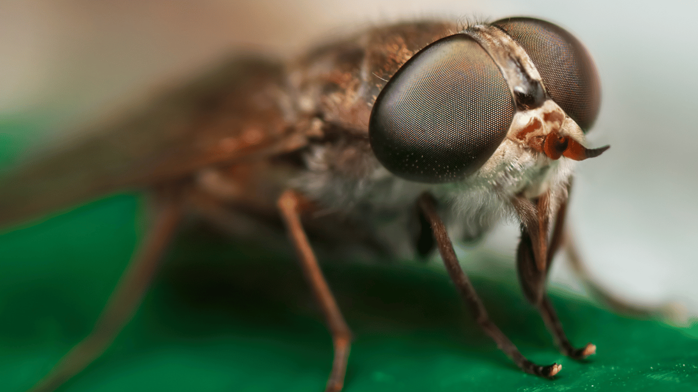 How to Get Rid of Flies and Prevent a Fly Infestation