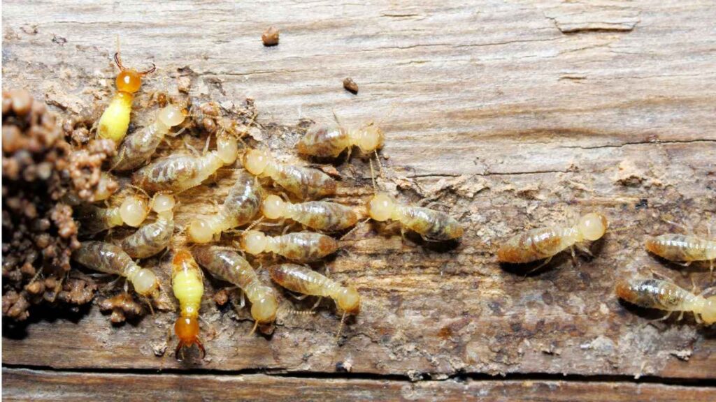 How to Get Rid of Termites Prevention and Control