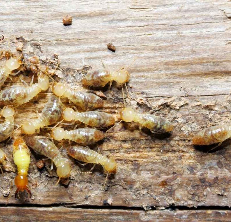 How to Get Rid of Termites Prevention and Control