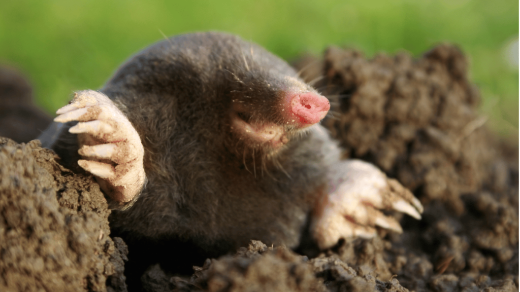 How to Identify and Get Rid of Moles in the Garden or Yard