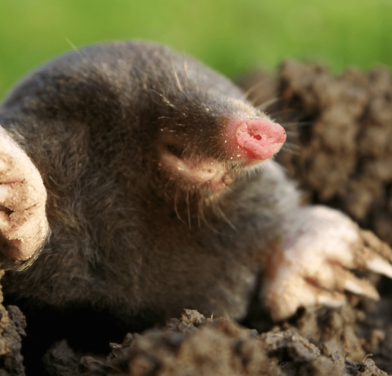 How to Identify and Get Rid of Moles in the Garden or Yard