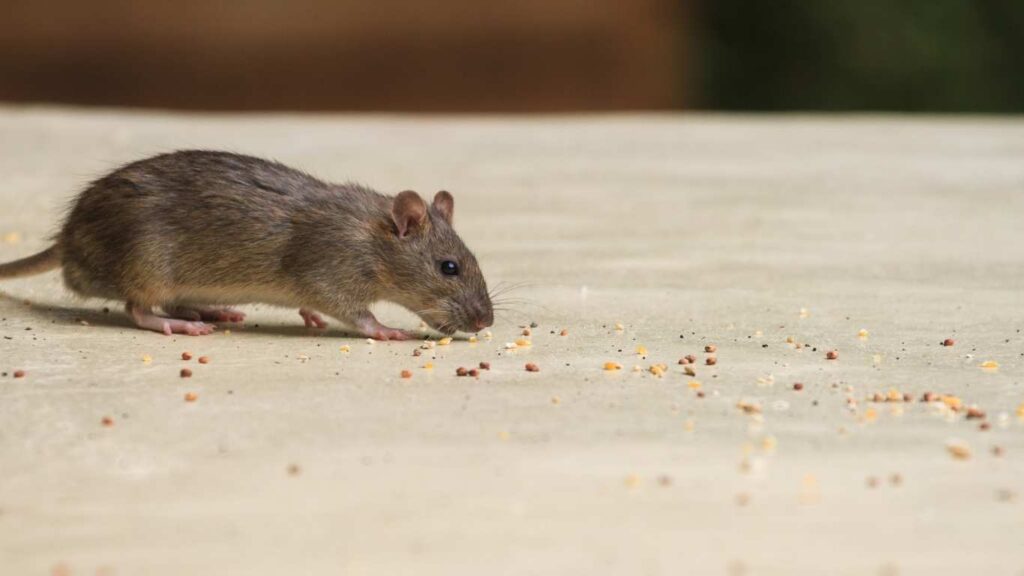 How to Prevent Mice Infestations Tips from OPP experts