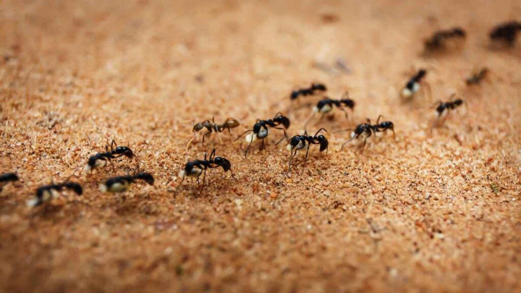 Pest Control Sacramento Ant Invasion Solutions