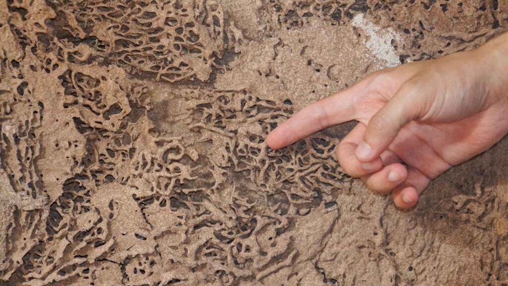 Tell-tale Signs of a Termite Infestation