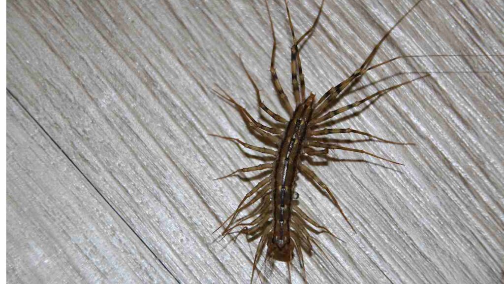 Understanding The House Centipede