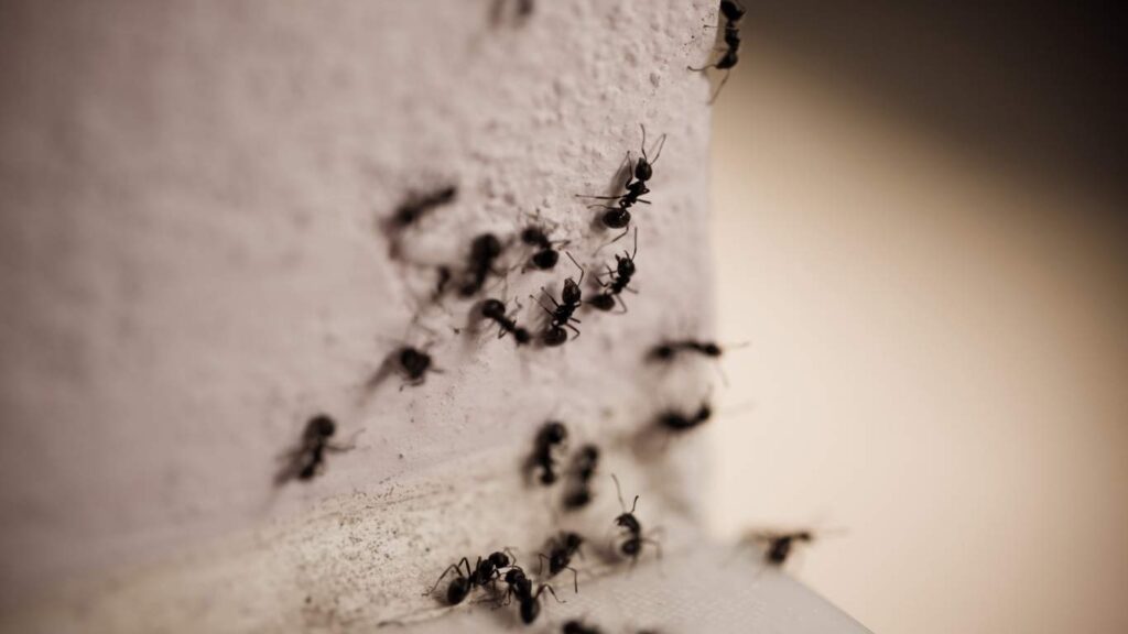 Ant Pest Control in Elk Grove, CA