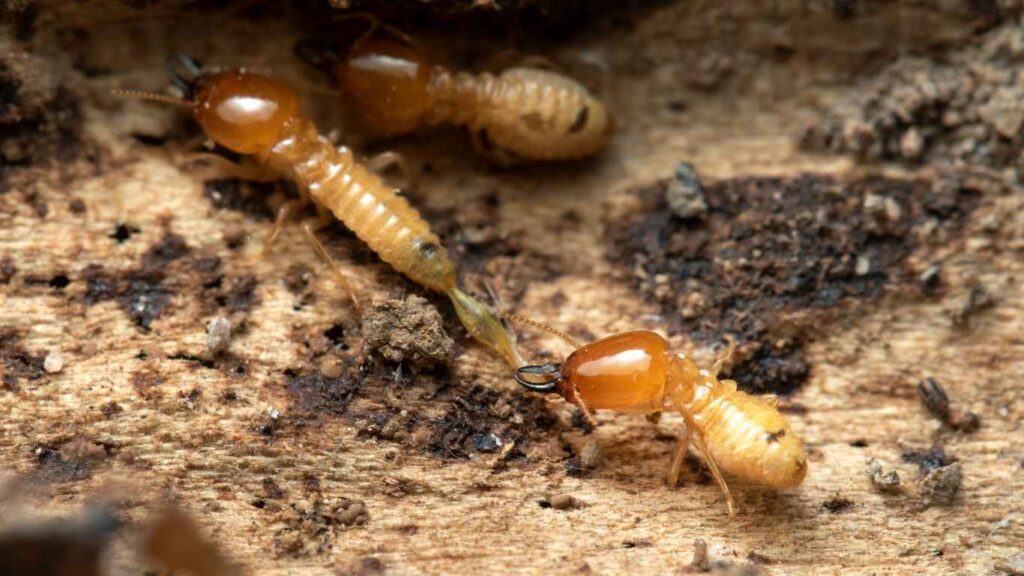 Termite Control in Pleasanton, CA