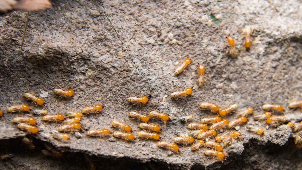 Termite Pest Control in Modesto, CA