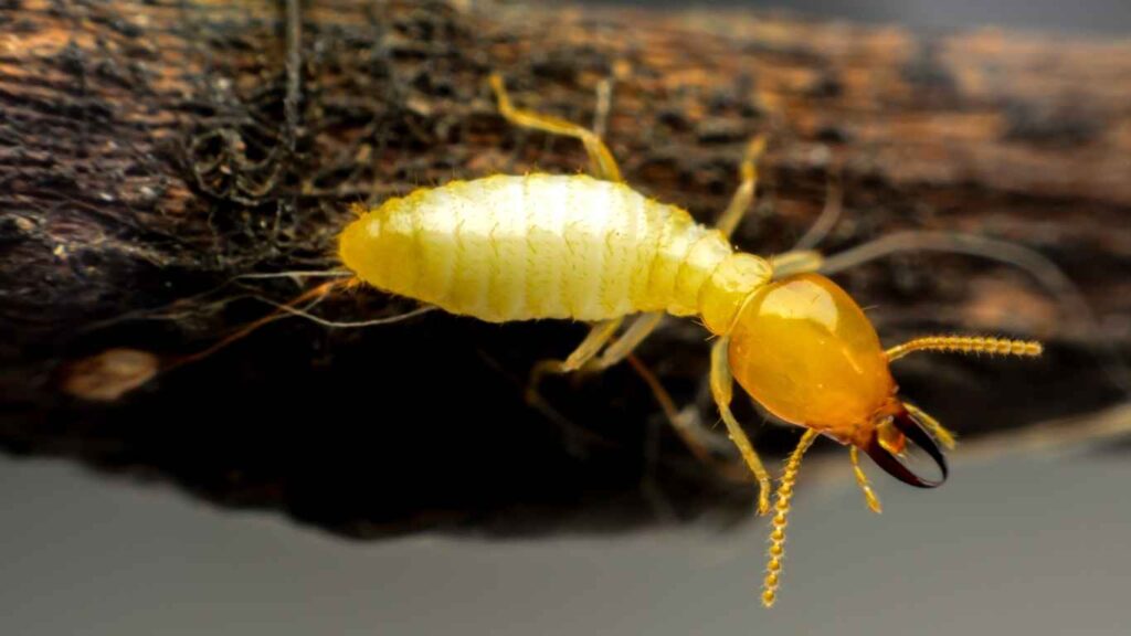 Termites Pest Control in Stockton, CA