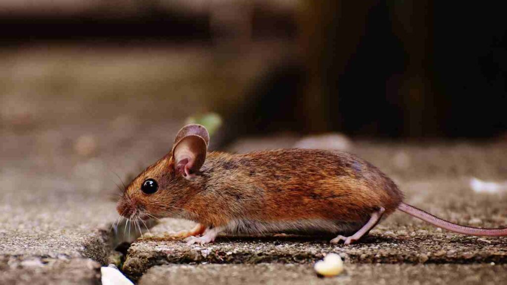 DIY Tips: How to Keep Your Basement Mice-Free