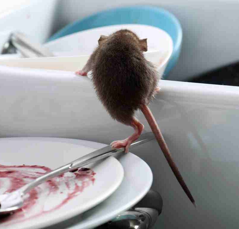 How to Get Rid of Mice in Your Restaurant