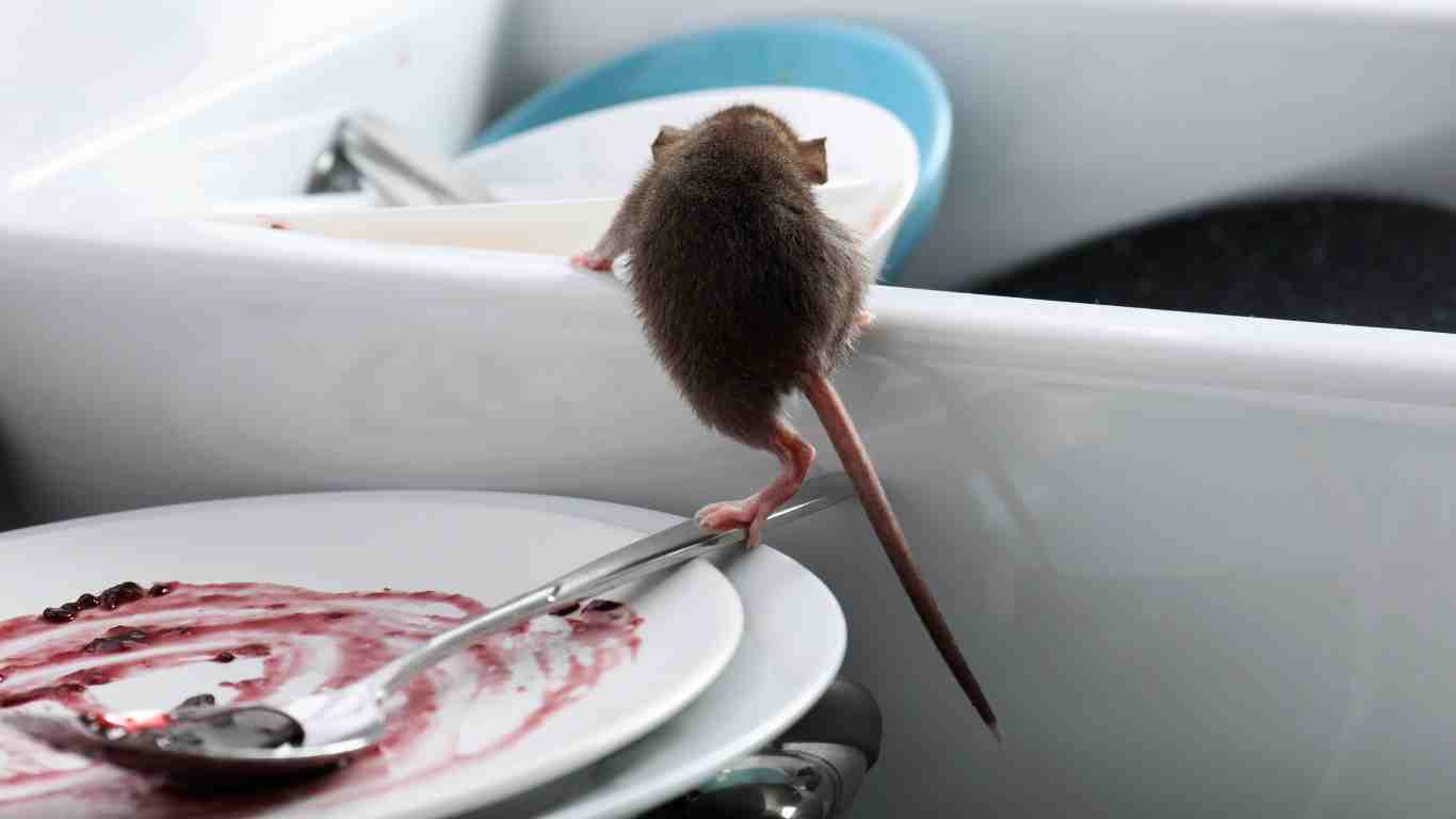 How to Get Rid of Mice in Your Restaurant