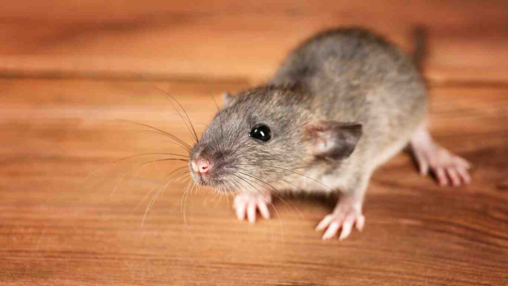 Mice Exclusion How to Keep Mice Out of Your Property