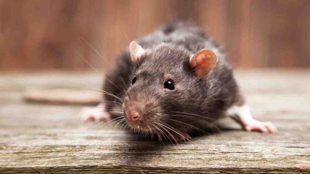 Prevention Tips: How to Keep Rodents Out Long-Term