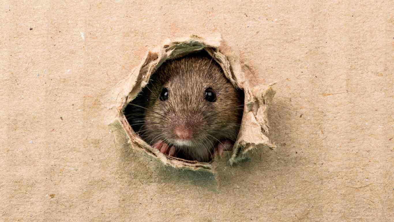 Rodent Control in Elk Grove, CA: What You Need to Know