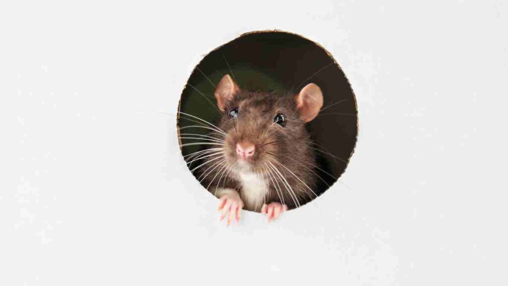 Top Signs of Mice in Walls