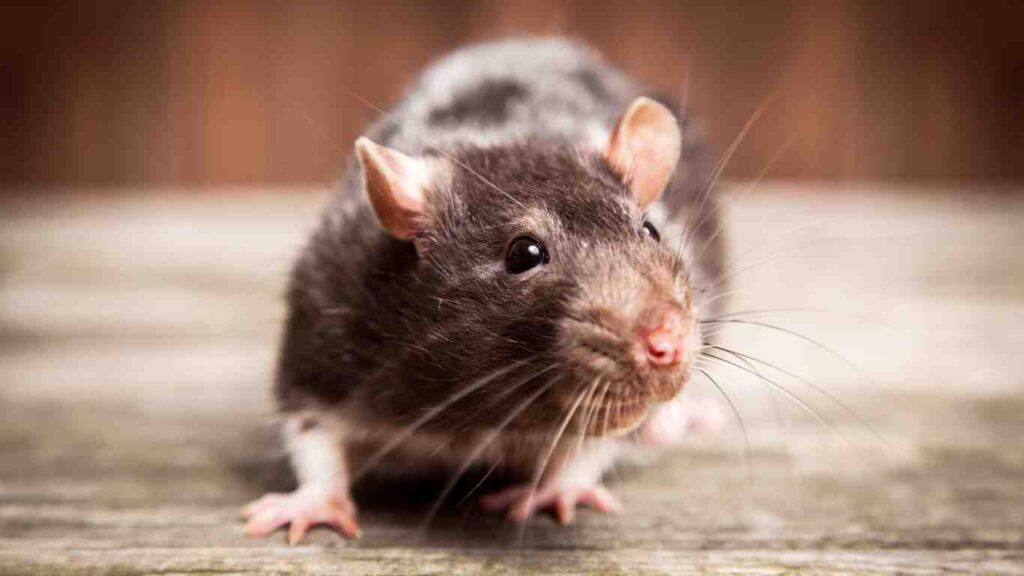 Why Rodents Are a Problem in Elk Grove