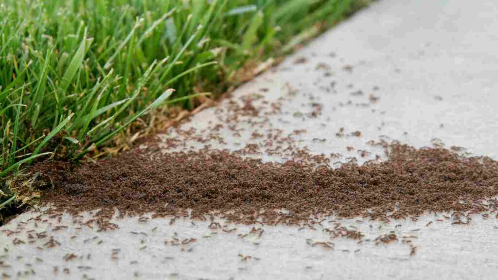 Ant Pest Control in Benicia, CA