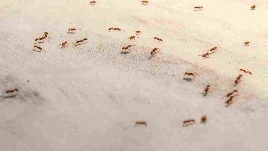 Ant Pest Control in Lemoore, CA