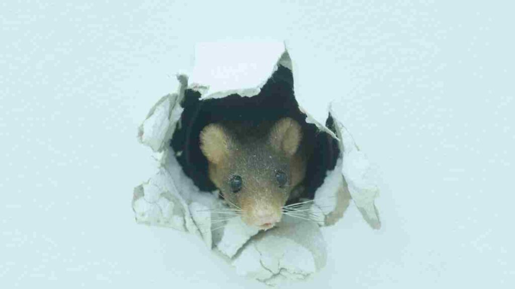 Signs You May Have Mice in Your Garage