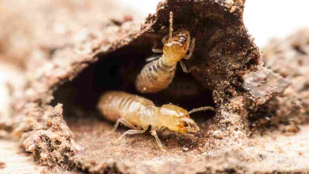 Termite Pest Control in Arden, CA