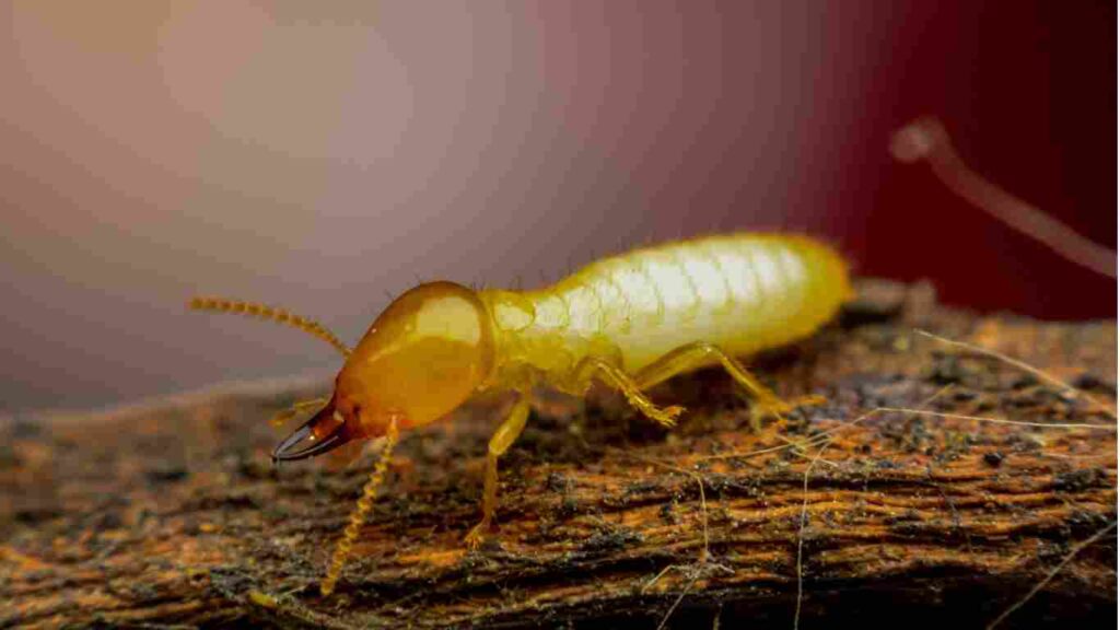 Termite Pest Control in Ceres, CA