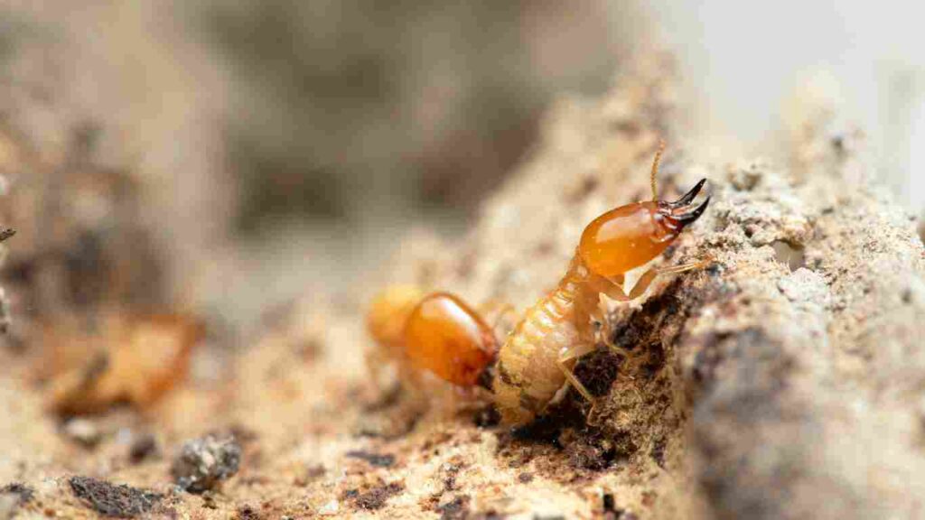 Termite Treatment in Salida, CA