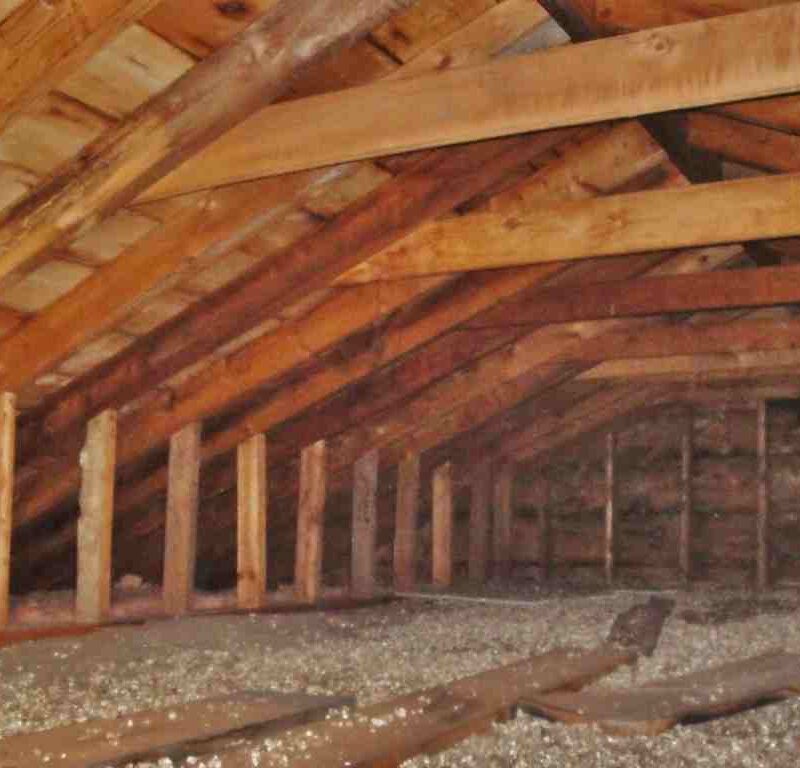 The Most Common Attic Pests and How to Get Rid of Them