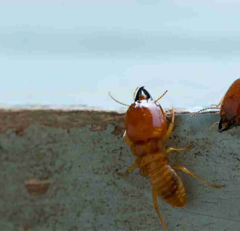 Common Signs of Termite Damage in Wooden Decks