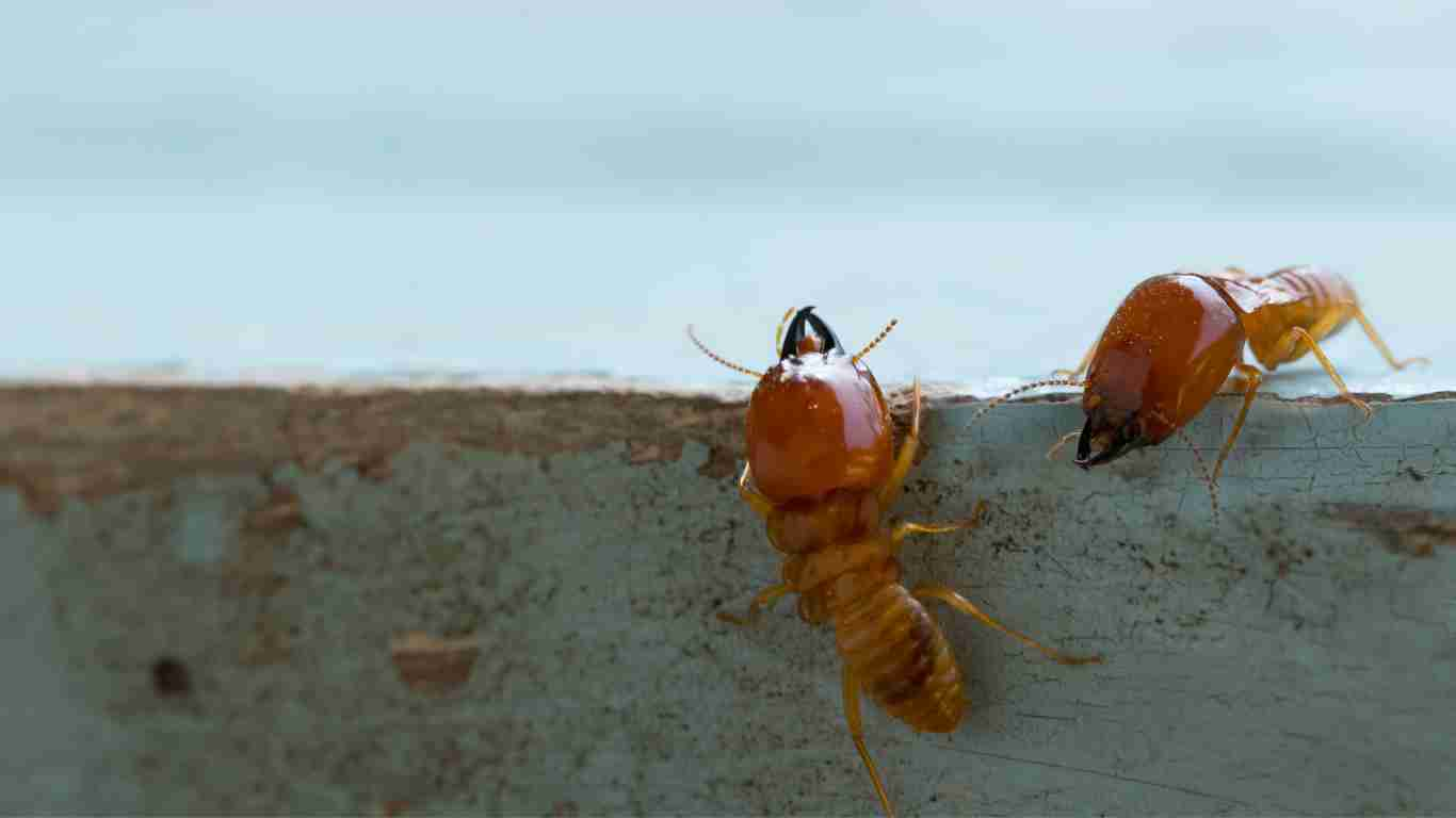 Common Signs of Termite Damage in Wooden Decks