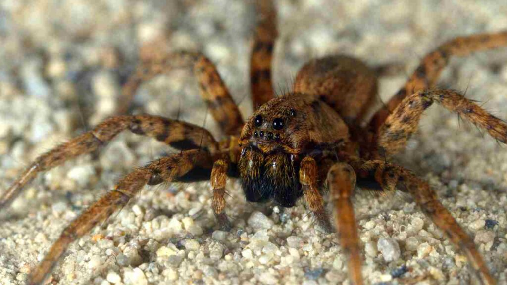 Common Spider Types in Fresno, CA - wolf spider