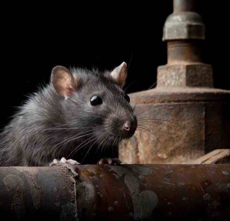 Common Types of Rodents in Northern California