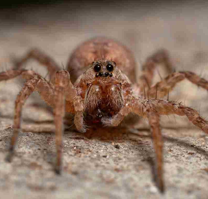 Common Types of Spiders in Fresno, CA [And How to Get Rid]