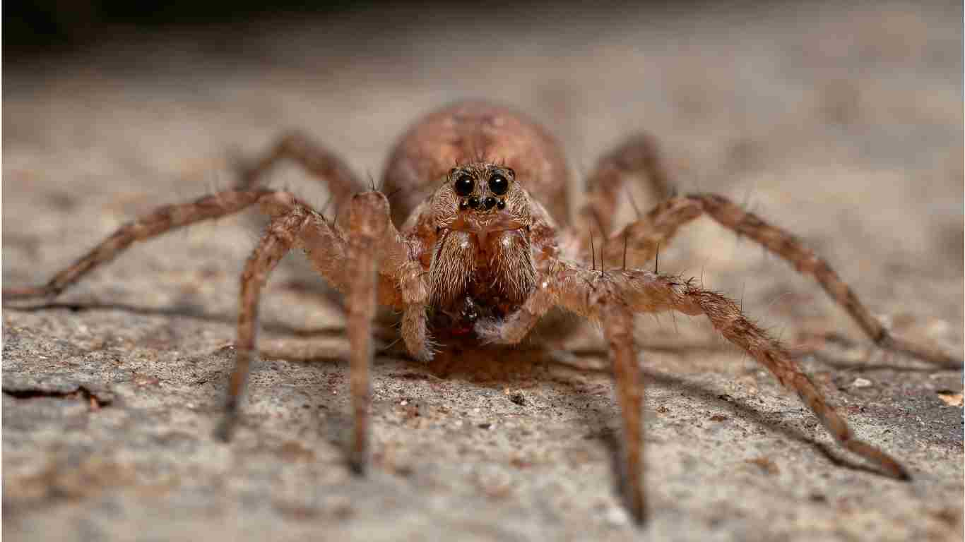 Common Types of Spiders in Fresno, CA