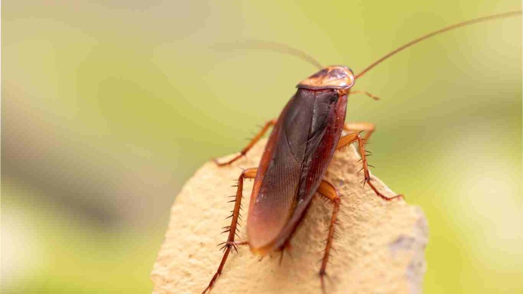 How to Make Sure Your California Home is Pest-Proof in Spring