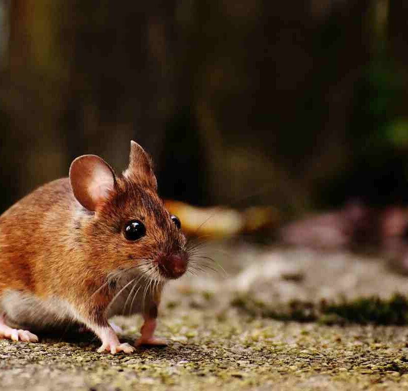 How to Rodent-Proof Your Elk Grove Home