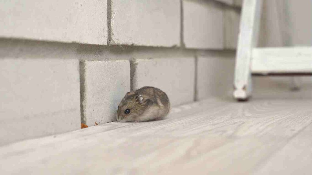 Identifying Common Entry Points for Rodents