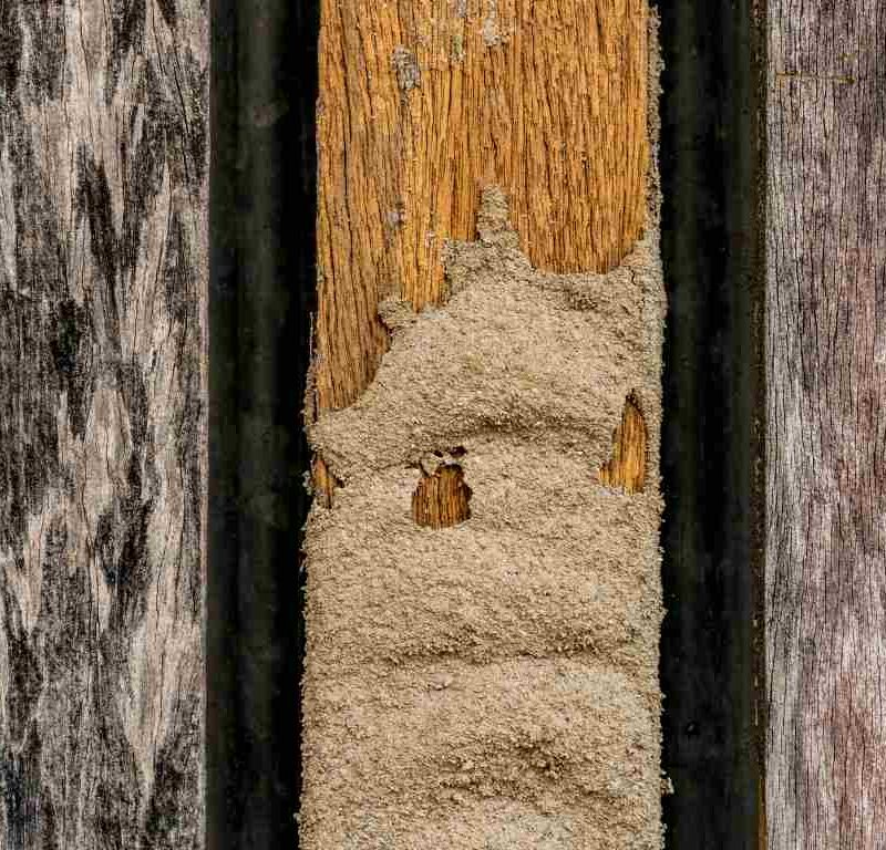 Signs of Termites in Your Wood Fence and How to Get Rid of Them