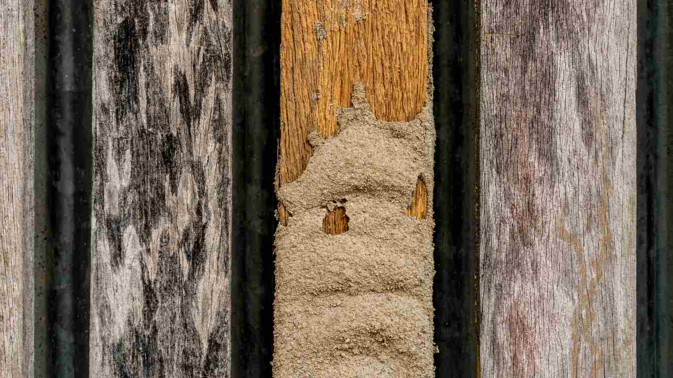 Signs of Termites in Your Wood Fence and How to Get Rid of Them