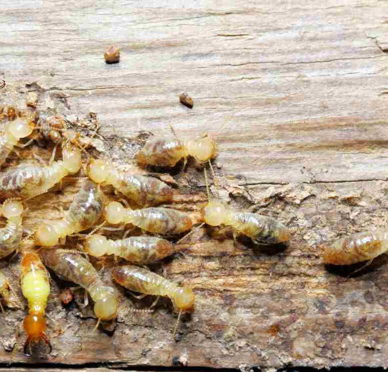 The Most Common Household Pests in California: Identification, Prevention, and Solutions