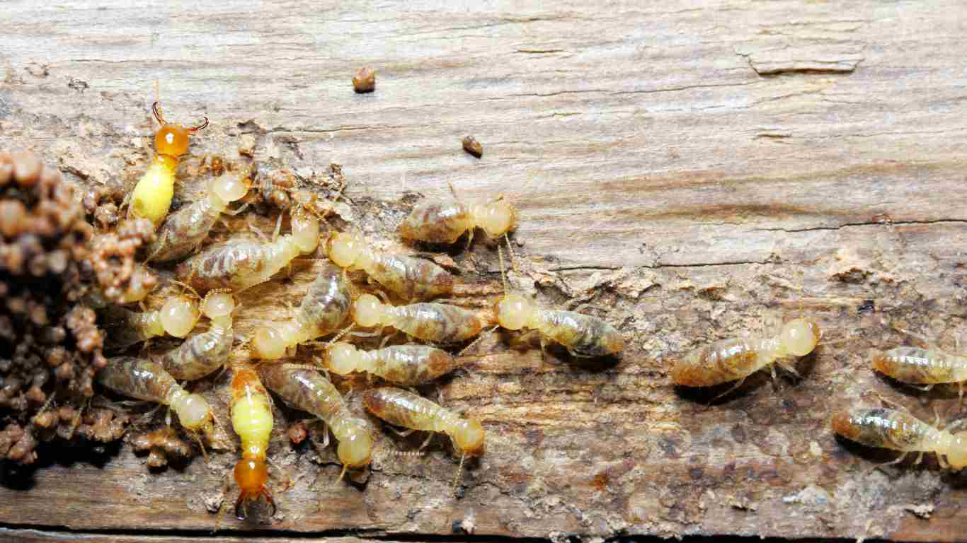 The Most Common Household Pests in California: Identification & Prevention