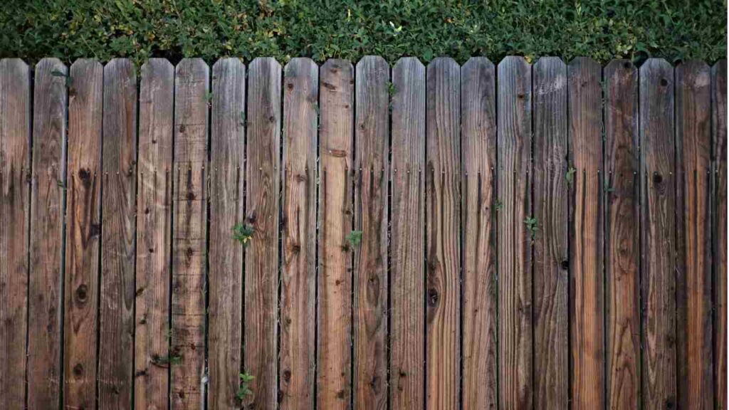 Why Are Wooden Fences Vulnerable to Termites