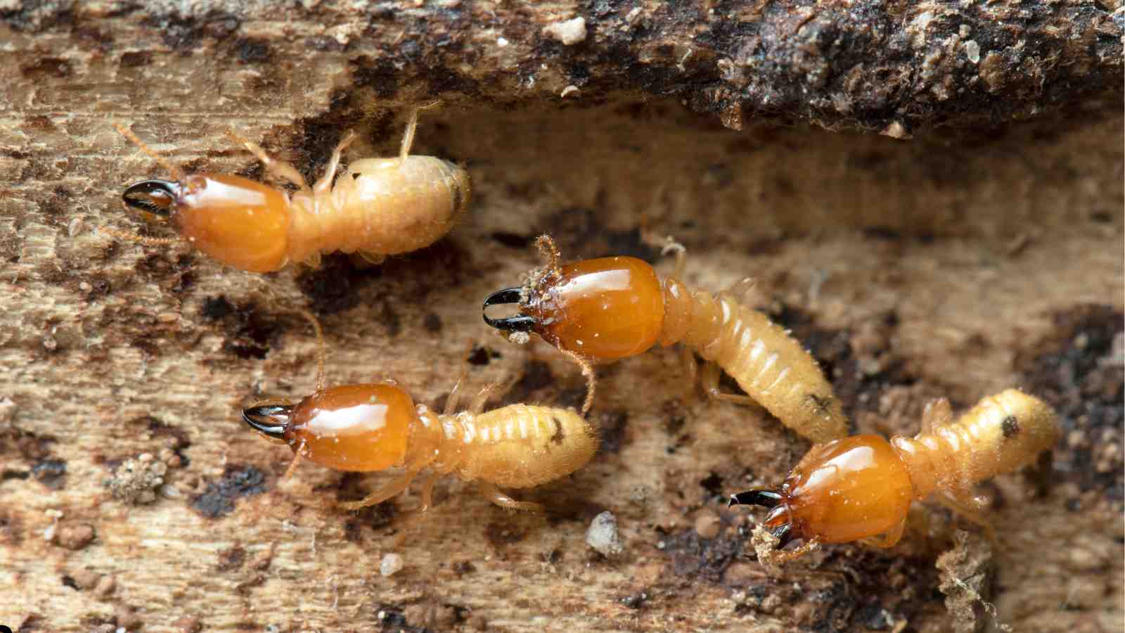 How to Prevent Termites in Your Home: Expert Tips for Protection